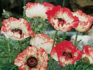 Мак часть 1.mp4