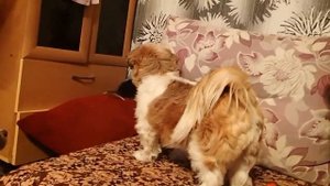 Крысы и собаки в нашем доме