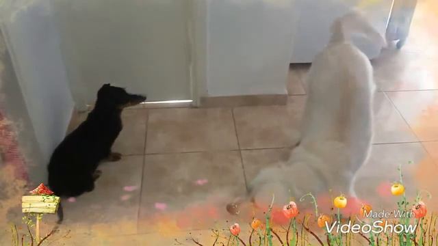 Golden retriever кто первый в туалет очередь в туалете смотреть онлайн