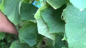 огурцы  в открытом грунте видео