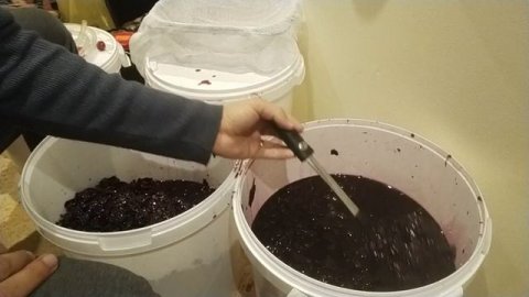 Вино из винограда Лидия. Разделение на 1-ое и 2-ое вино.