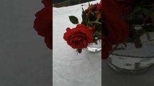 Мой Розовый Сад 2020г. Роза Гранд Авард (Grand Award) - последний букет осени из роз.Ноябрь.