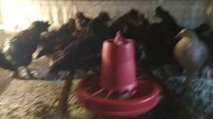 Павловское Золото | Павловские куры