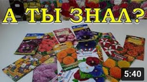 ЦВЕТЫ на рассаду в АПРЕЛЕ? ?⚘??