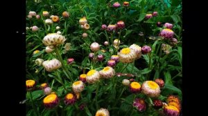 #Геликония #Гелихризум #Цветы садовые69 Декоративные растения