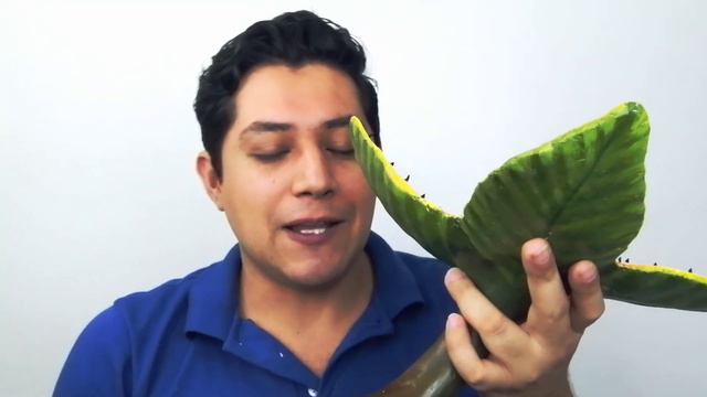 jumanji plant cultivo y cuidados | Chuyito Jardinero Magical Garden смотреть онлайн