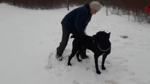 Cобаке кане корсо вычесываем шерсть. #canecorso