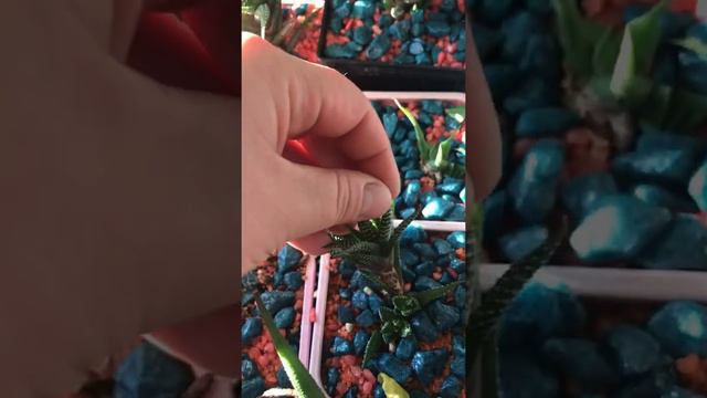 Как размножается хаворти|Детки у хавортии смотреть онлайн