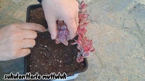 echeveria cupit/echeveria dusty rose/krassula cand cane/echeveria seterum viktor/echeveria raglensi