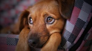 Если собака боится, дайте послушать эти звуки. Relieve dog stress.