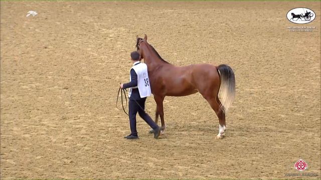N 38 KHATOON AL SHAQAB 2nd Qatar AH Show for Local Bred Fillies 2 Years Old Class 2 смотреть онлайн