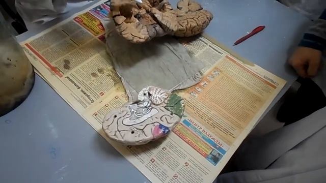 Строение головного мозга