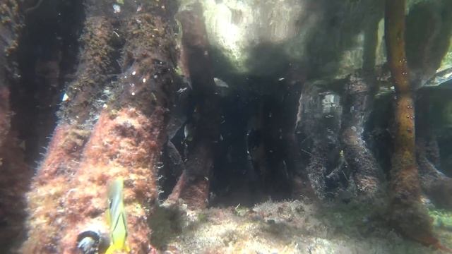 морские цветы карибское море