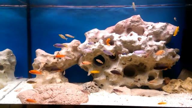 Цихлиды африканских озер смотреть онлайн