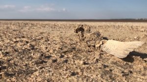 КАК ОТДОХНУТЬ НА МОРЕ БЕЗ КАРАНТИНА | МОРСКИЕ ПРИКЛЮЧЕНИЯ ЖЕЛЕЙНОГО МЕДВЕДЯ ВАЛЕРЫ