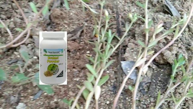 Do you know how water Brahmi plant is used in Ayurveda | Bacopa monnieri || jala brahmi plant смотреть онлайн