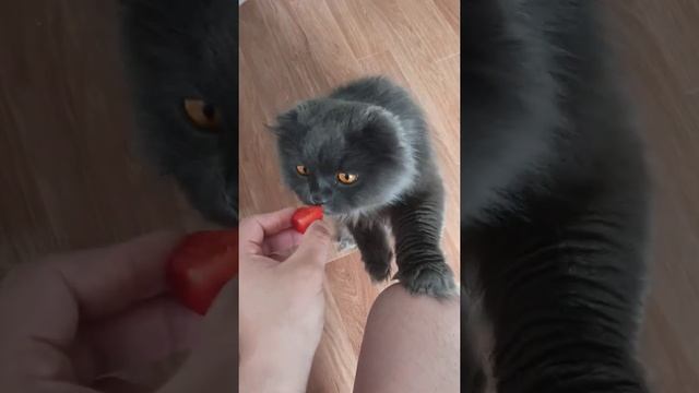 Найк ест клубнику #кот #мемы #котыприколы #коты смотреть онлайн