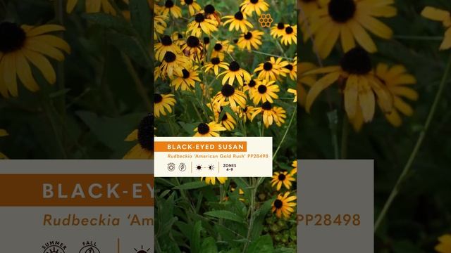 Rudbeckia 'American Gold Rush'