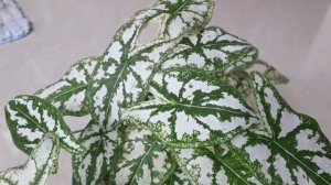 കലേഡിയം-Caladium Humboldtti Plant care in malayalam