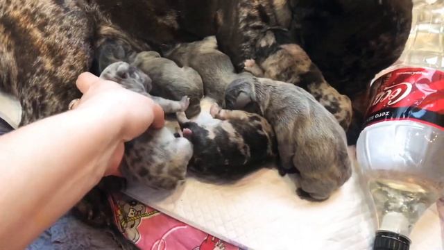Французский бульдог голубые и мраморные новогодние щенки