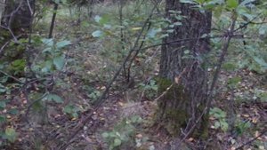 Где искать БЕЛЫЕ грибы, #ГалкинTV