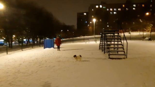 Папийон гуляет на собачьей площадке смотреть онлайн