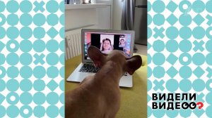 Французский бульдог звонит по видеосвязи. Видели видео? Фрагмент выпуска от 05.05.2020