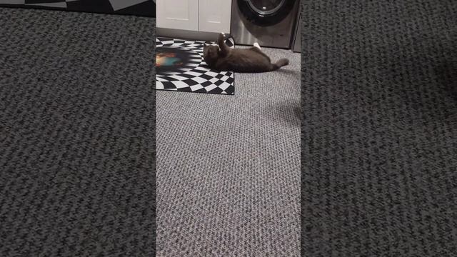 ???#cat #shortsvideo #рекомендации смотреть онлайн