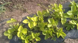 Клубника Вайбрант открытый грунт 2020