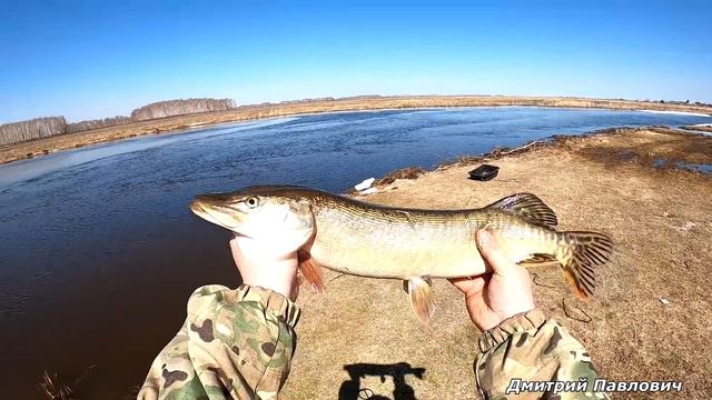 Накидал по быстренькому щуканов и домой!!! Рыбалка на паук и хапугу-хлопок! Рыбалка ранней весной.