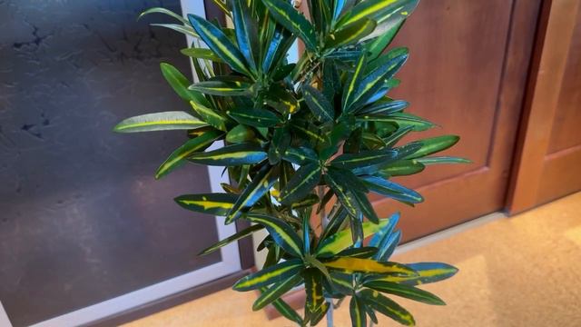 Кратон. смотреть онлайн