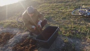 Мульчирование голубики перепревшим сосновым опадом