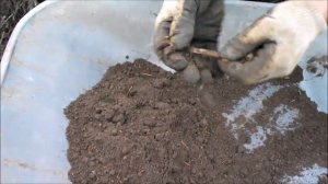 Как я мульчирую почву под малиной