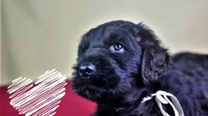 Щенкам русского черного терьера 2 месяца?