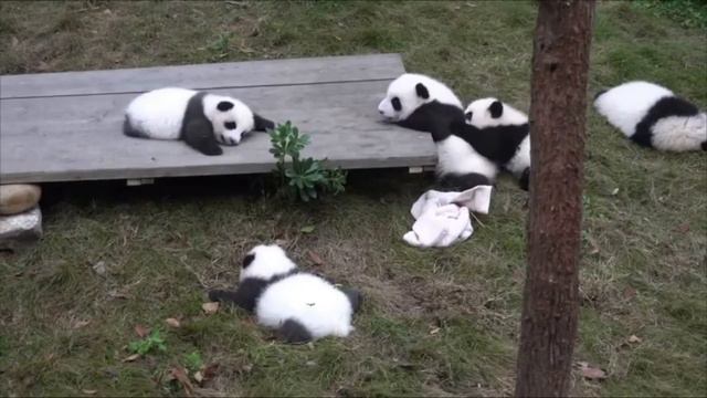 Виртуальное путешествие «Сид в экокругосветке». Библиотека-филиал №12 смотреть онлайн