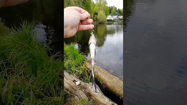 Густера или Подлещик??? #shorts смотреть онлайн