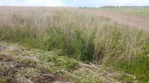 Купил земли 45 гектар,начал обрабатывать дискатором