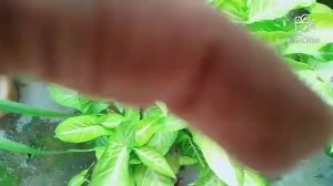 #syngonium ,coleus ki kaise care Karen #aur cutting kaise lagaen ...