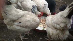 Что едят утки фаворит и куры