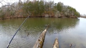 Gulp Minnow vs PowerBait Honey Worm - Which Bait Catches More Fish?