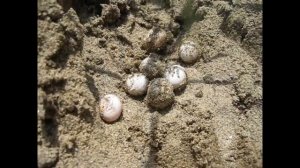 Ящерица! Откуда берутся ящерицы?/ Природа Кубани