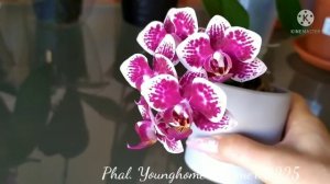 Phal. Younghome Summer 0225