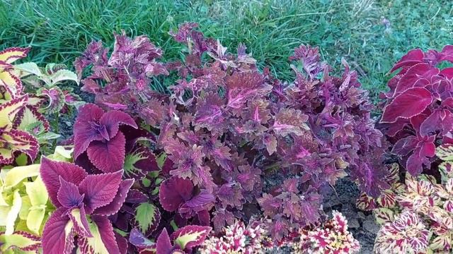 коллекция колеусов #коллекцияколеусов# смотреть онлайн