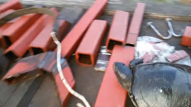 Болотная черепаха 🐢 смотреть онлайн