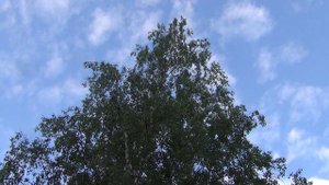 Красиво птичка поет. Пение птиц. Москва.