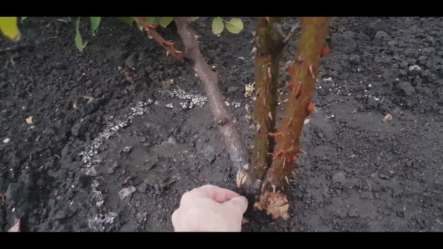 Осенняя пересадка роз, нематоды. Часть2