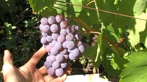 сорт винограда ВВ-3