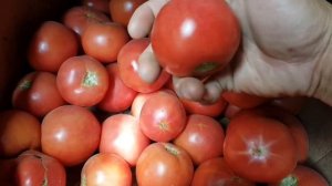 Сбор Пинк Буш. Как мы собираем дэты. Цена на 21 июля. Перегруз. Не повторять.ОПАСНО