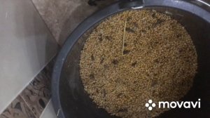 Пророщенное Зерно . Самый простой способ .