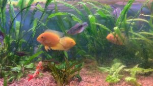 Аквариумные рыбки северум. Severum red spotted